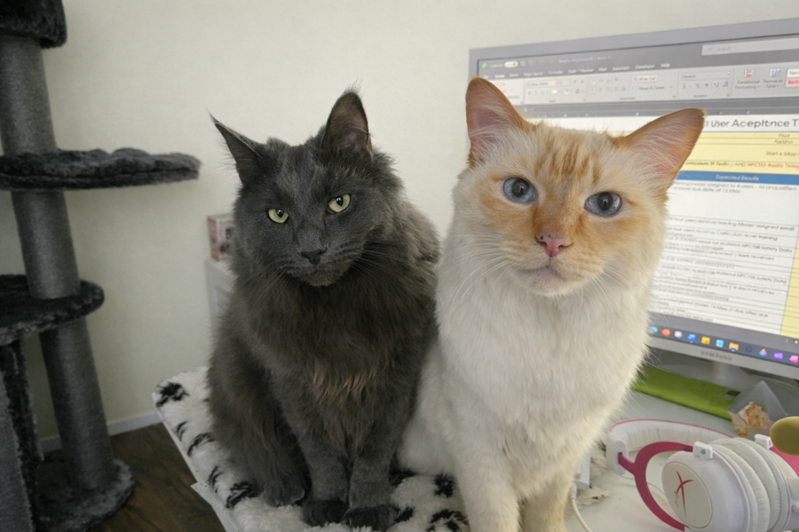 Boris & Talulah