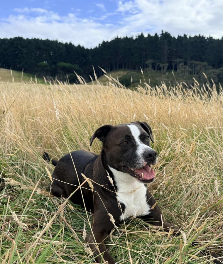 Lando